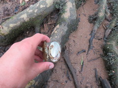 Cambarunio taeniatus