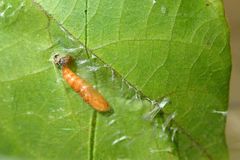 Dichomeris microsphena