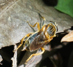 Teuchocnemis lituratus