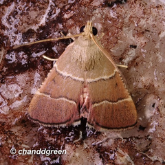 Stemmatophora flavicaput