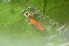 Dichomeris microsphena