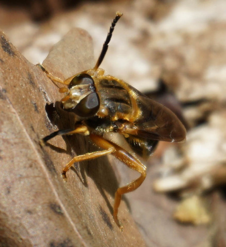 Black Spur Fly photo 5