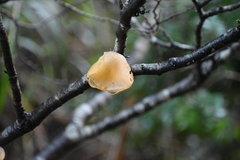 Aleurodiscus vitellinus