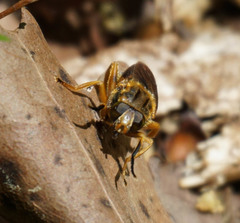 Teuchocnemis lituratus