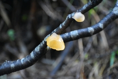 Aleurodiscus vitellinus