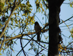 Pipilo maculatus macronyx