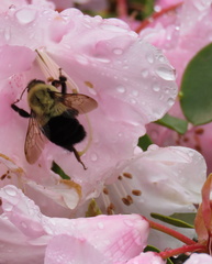 Bombus impatiens