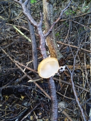 Aleurodiscus vitellinus