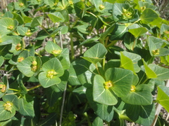 Euphorbia hylonoma