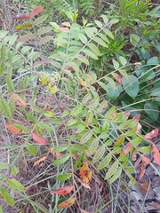 Rhus copallina image