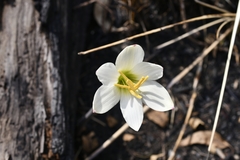 Zephyranthes alba
