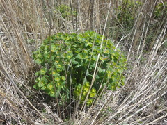 Euphorbia hylonoma