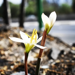 Zephyranthes alba