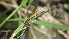 Allocnemis leucosticta