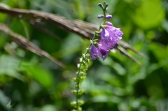 Physostegia pulchella