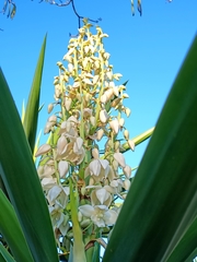 Yucca gigantea