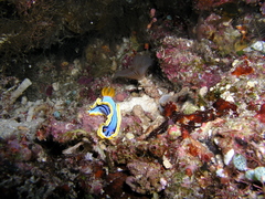 Chromodoris annae