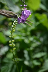 Physostegia pulchella