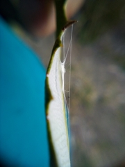 Stegommata sulfuratella