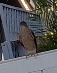 Accipiter cooperii