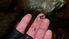 Allocnemis leucosticta