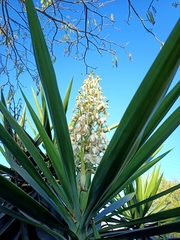 Yucca gigantea