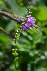 Physostegia pulchella