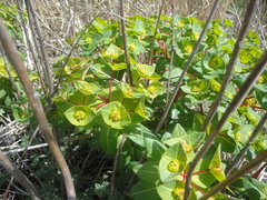 Euphorbia hylonoma
