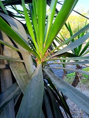 Yucca gigantea