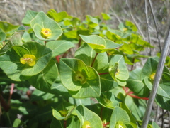 Euphorbia hylonoma
