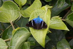 Astraptes