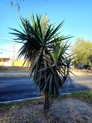 Yucca gigantea