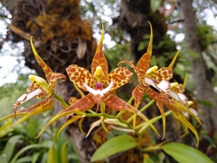 Rhynchostele cordata