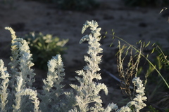 Artemisia pycnocephala