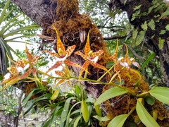 Rhynchostele cordata