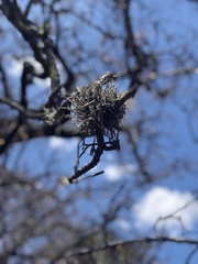 Tillandsia recurvata