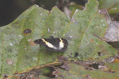 Potamanaxas