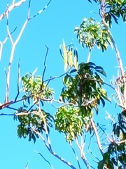 Roseodendron donnell-smithii