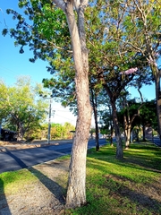 Roseodendron donnell-smithii