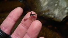 Allocnemis leucosticta