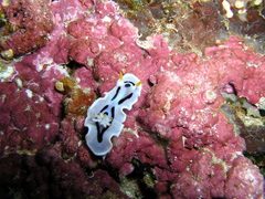 Chromodoris alcalai