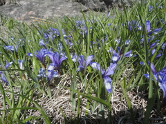 Iris uniflora