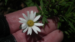 Osmitopsis osmitoides