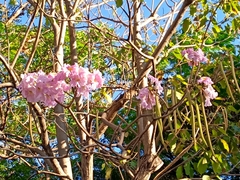 Tabebuia rosea