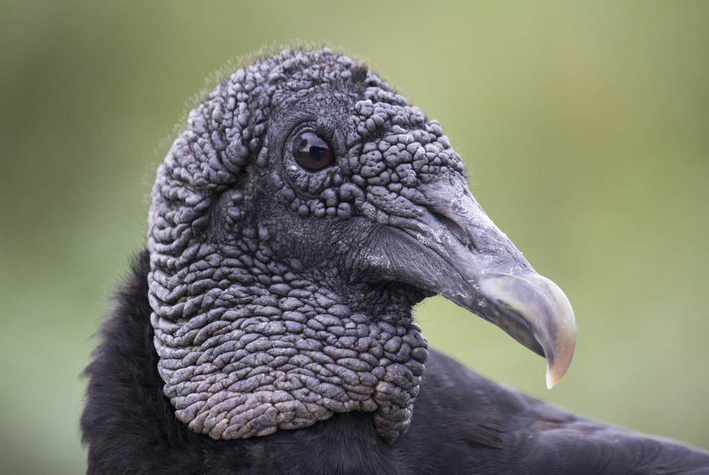 Black Vulture (Birds of the Preserve at Shaker Village) · iNaturalist