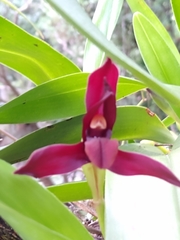 Maxillaria cucullata
