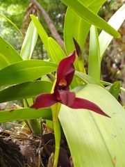 Maxillaria cucullata