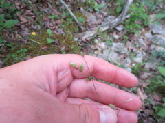 Melica mutica