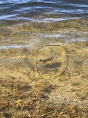 Lobotes surinamensis