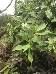 Scaevola gaudichaudiana